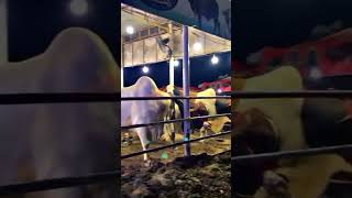 eiduladha mubarak eid shinewithshorts viralvideo eidmubarak offerfeest [upl. by Nylear244]