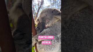 Koala si pemalas  Fakta Unik Koala shorts shortvideo animals [upl. by Ydnew]