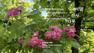 서양산사나무 Crataegus laevigata 야생화를 찾아서160 in search of wildflowers 한밭수목원 Hanbat Arboretum [upl. by Leafar]