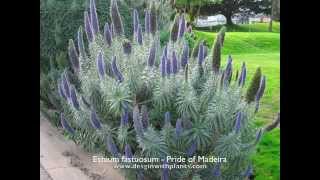 Echium fastuosum  Pride of Madeira [upl. by Joliet37]