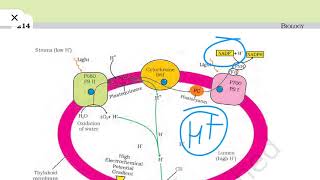 Chemiosmotic Hypothesis  NCERT  Class 11th  NEET  Biogrades [upl. by Gebhardt]