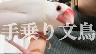 11月の文鳥 [upl. by Ney]