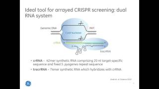 Louise BaskinA workflow for CRISPR Cas9 high throughput arrayed screening with synthetic crRNA [upl. by Stanwinn]