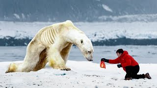 Man Helps A Starving Polar Bear You Wont Believe What Happens Next [upl. by Carlen294]