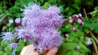 Blue Mistflower or Conocliniun Coelestinum Imelda Ingram USA [upl. by Sylram440]