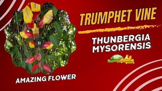 Discovering the Enchanting Thunbergia mysorensis or Mysore Trumphet Vine a Unique Flower [upl. by Skyler]