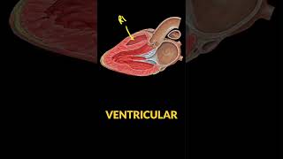 🫀 Learn POCUS Parasternal Long Axis View 🔊 [upl. by Jelks]