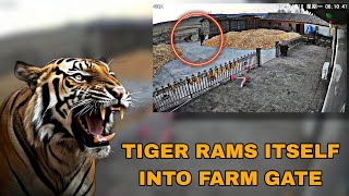 Wild Siberian tiger rams itself into farm gate in northern China [upl. by Sallyann379]