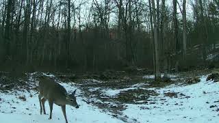 Vikeri Trail Camera  Bottom Food Plot Creek Entrance [upl. by Thorpe]