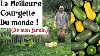 La Meilleure Courgette du Monde de mon jardin [upl. by Taylor]