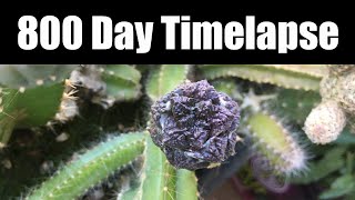 800 Day Timelapse Ariocarpus cv Godzilla [upl. by Clarice]