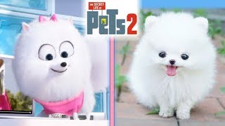 The Secret Life Of Pets 2 IN REAL LIFE [upl. by Ttevy727]