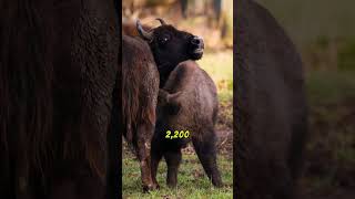 Buffalo vs Bison which Herd leader is Stronger [upl. by Imeka]