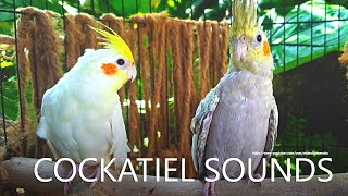 Cockatiel Sounds  Lutino and Pearl From Nono [upl. by Nuriel]