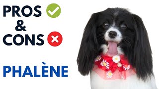 Phalène Dog Pros and Cons  Dropeared Papillion Advantages and Disadvantages [upl. by Itsuj]