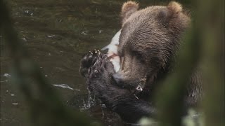 Browntowns Unwelcome Visitor  Alaskan Bush People [upl. by Carry]