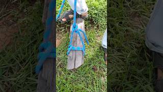 a common rope knot for swing scaffold hitch [upl. by Mutat]