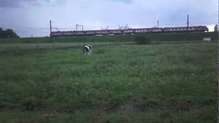 Holstein Friesian cattle In Belgium [upl. by Bedwell804]