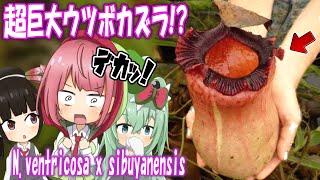 デカすぎるウツボカズラ！ Nventricosa x sibuyanensisを紹介するよ【食虫植物TV】 [upl. by Menken]