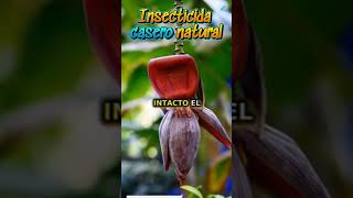 Insecticida casero natural Protege tus plantas sin químicos [upl. by Odrarej]