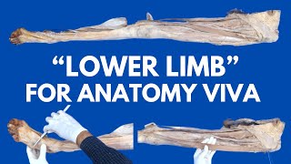 Identification of Lower Limb Muscles Vessels amp Nerves  Anatomy Viva  Cadaveric Anatomy [upl. by Boj992]