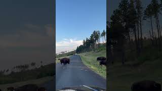 Stubborn Bison Stops Traffic in the Middle of the Road at Custer State Park [upl. by Yarised737]