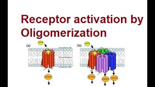 Activation of Receptors by Oligomerization  Mechanism  2024 [upl. by Evander197]