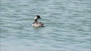 Black necked Grebes [upl. by Wiltsey]