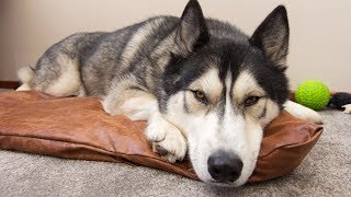 Husky Helps Make DIY Dog Bed [upl. by Sunday]