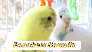 1 Hour Sounds of Happy Parakeetsbudgies  Chirping Singing [upl. by Aihseya]