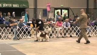 GCH CH Trystyn Statesman Cactus Blue Wins The WSSCA National [upl. by Eidson]