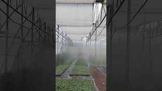 fogger irrigation in nursery [upl. by Azriel873]