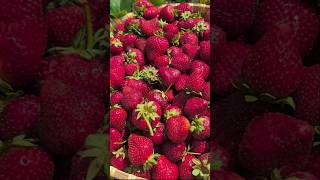 harvest of ripe red strawberries food strawberries gardening fruit [upl. by Osnerol]