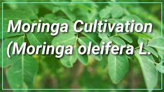 Moringa cultivation [upl. by Sweet]