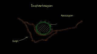 İmplantasyon Fen Bilimleri Biyoloji [upl. by Imeaj140]