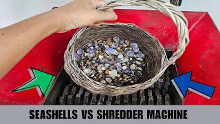 Seashells vs Shredder Machine [upl. by Meikah]