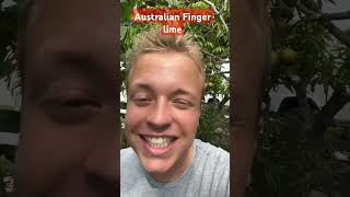 Australian Finger lime plants lime lemon garden fruit gardening nursery [upl. by Alpheus]