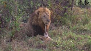 Lion Cubs Try To Roar as Dad Finishes Breakfast [upl. by Chessy]