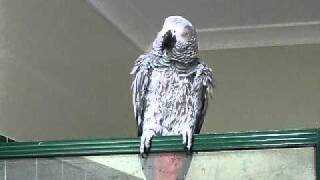 Alex the African Grey parrot just chatting [upl. by Coray]