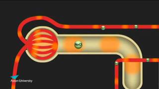 The Kidney amp the Counter Current Multiplier Pharmacology teaching at Aston University [upl. by Valina]