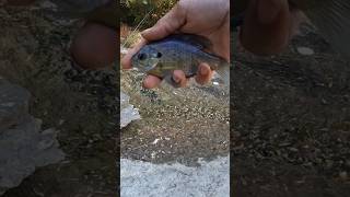 Light tackle fall fishing is a great time stcroixrods goprohero10 [upl. by Sug]