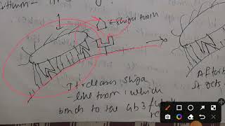 EHEC Enterohemorrhagic EColi [upl. by Andi]