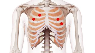 Exploring the Intercostals Understanding Trigger Point Locations for Better Muscle Health [upl. by Llener]