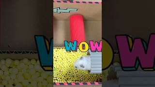 Hamster Escape Amazing Maze Level 7049 shortsviral pets hamsters [upl. by Onairam]