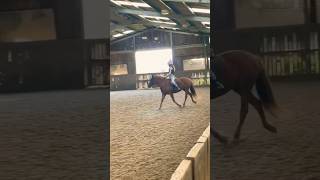 Nice flatwork lesson on Dora [upl. by Adrienne200]