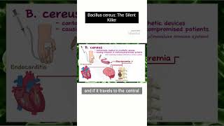 Bacillus cereus A Silent Killer edushorts microbiology foodpoisoning science [upl. by Hiller]