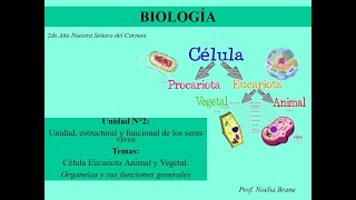 Células Eucariotas Organelas y sus funciones [upl. by Mitinger]