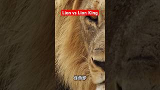 Lion vs Lion Ling watch Carefully shorts [upl. by Hurty]