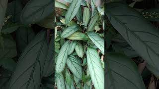 Calathea Variety Prayer Plant Setosa Grey Star Plant natureplants indoorplants garden [upl. by Lynnea]