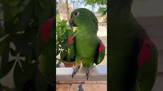 Pappagallo parlante mirtillo mirtilloparrot parrots pappagallo bestparrot funnyvideo [upl. by Ardnuas]